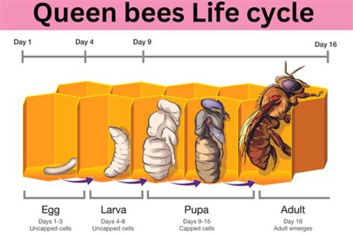 Unveiling the Personal Life of the Queen Bee |